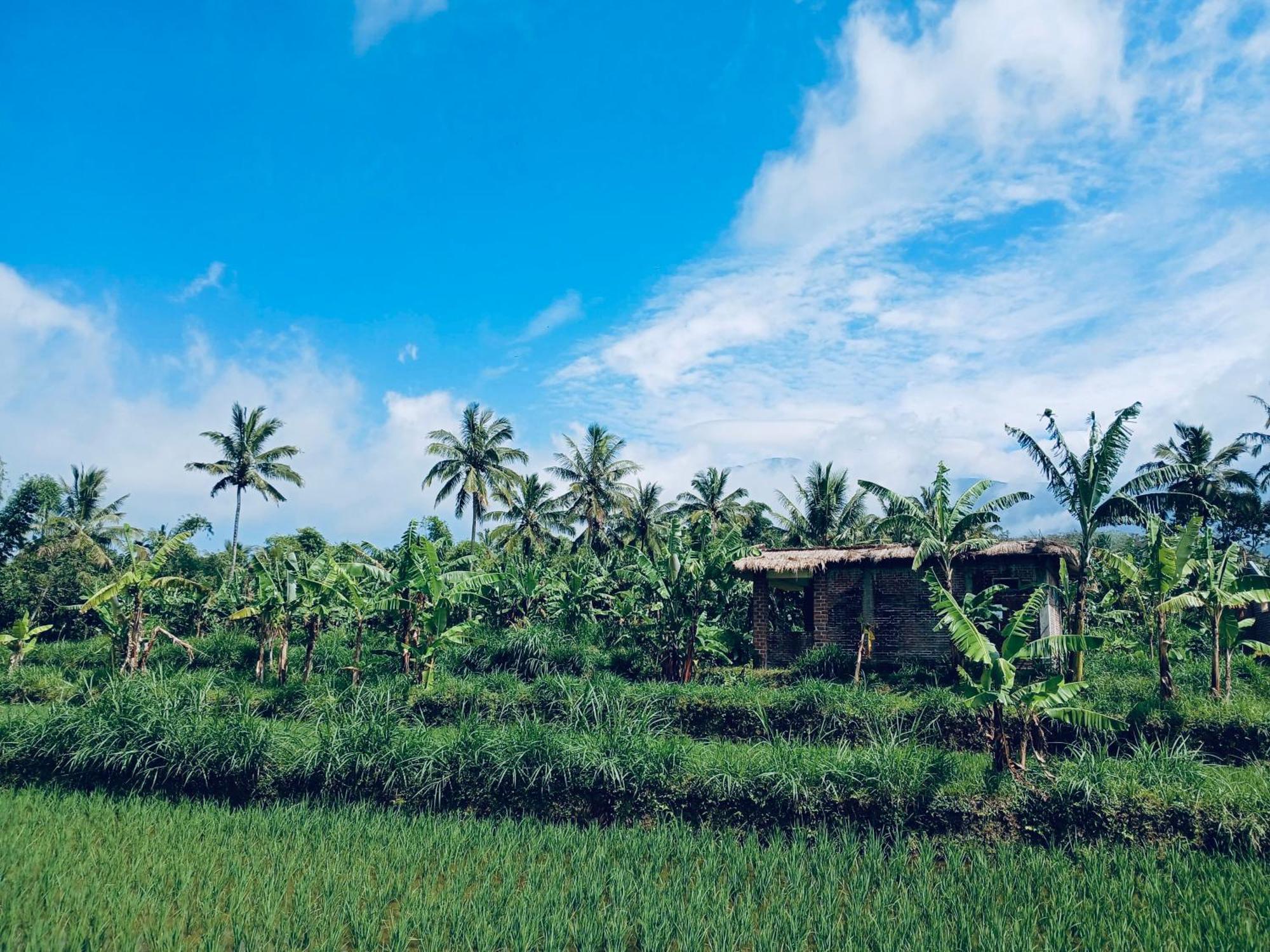 Opik Homestay Tete Batu Tetebatu Ngoại thất bức ảnh